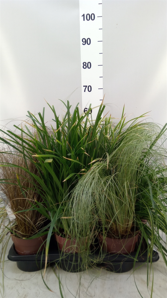Carex Mix 17Ø 45cm