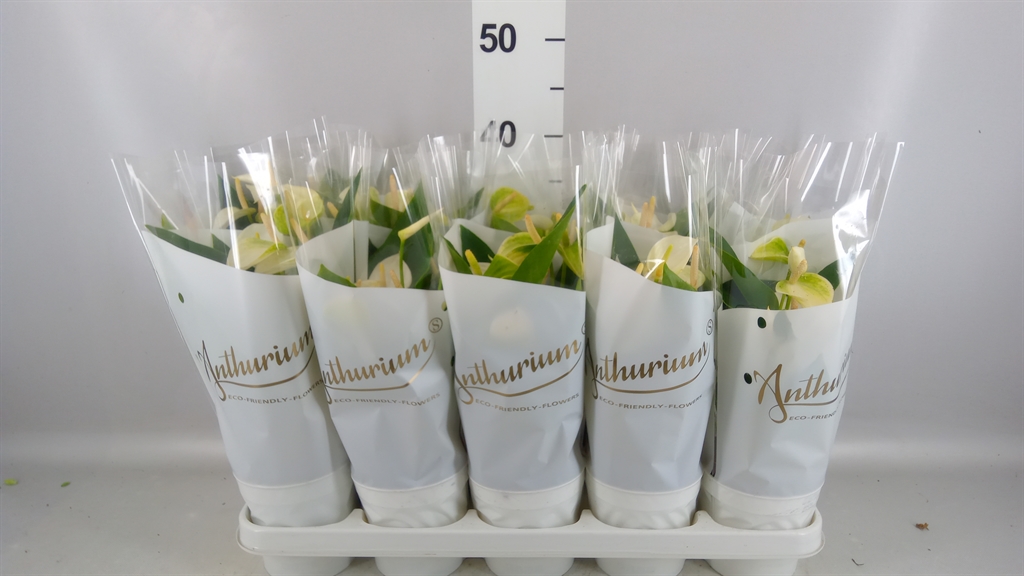 Anthurium White Champion 12Ø 40cm