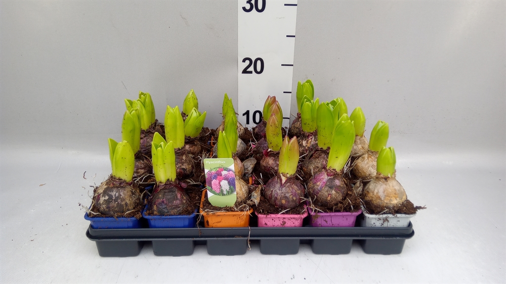 Hyacinthus Mix 7Ø 13cm 1pp