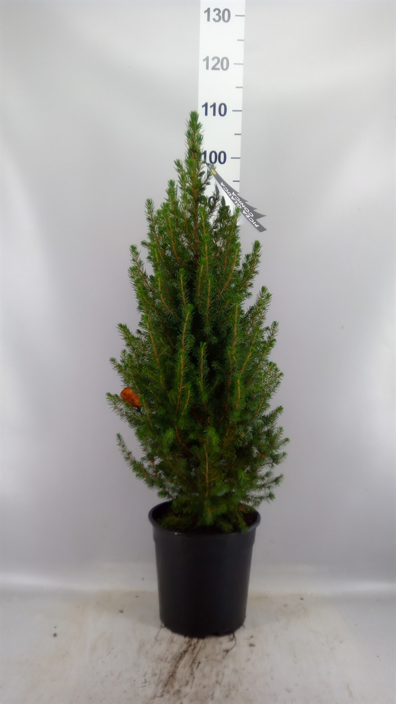 Picea Conica 24Ø 105cm