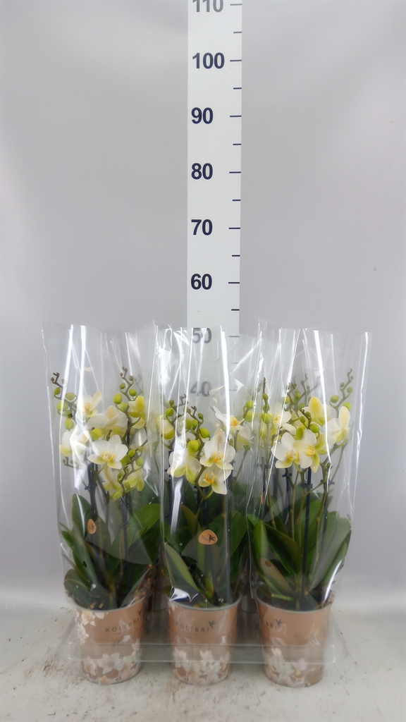 Phalaenopsis Multiflora Lausanne 12Ø 40cm 4st