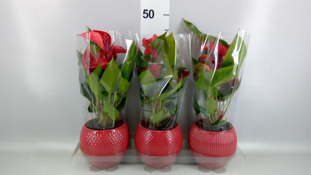 Anthurium Picanta Red 12Ø 40cm