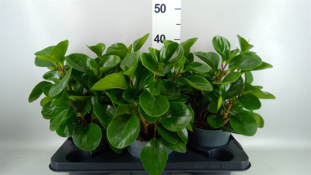 Peperomia Obtusifolia Green Gold 17Ø 32cm