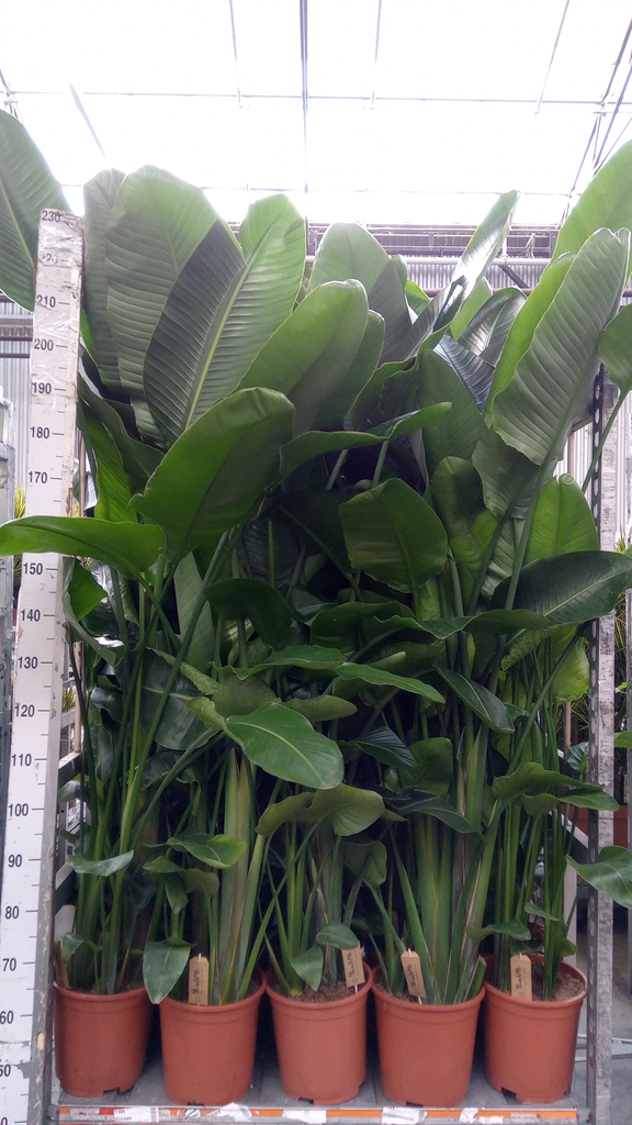 Strelitzia Nicolai 27Ø 180cm