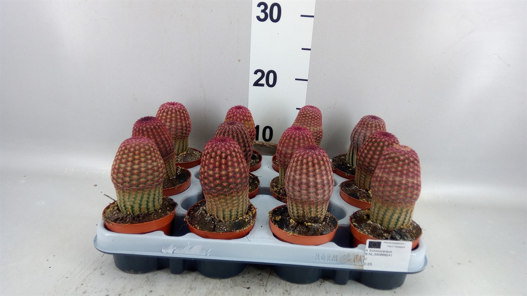 Cereus 9Ø