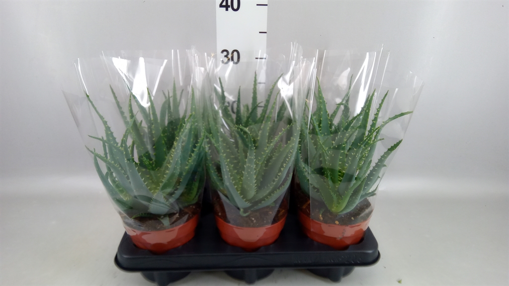 Aloe Arborescens 12Ø 35cm