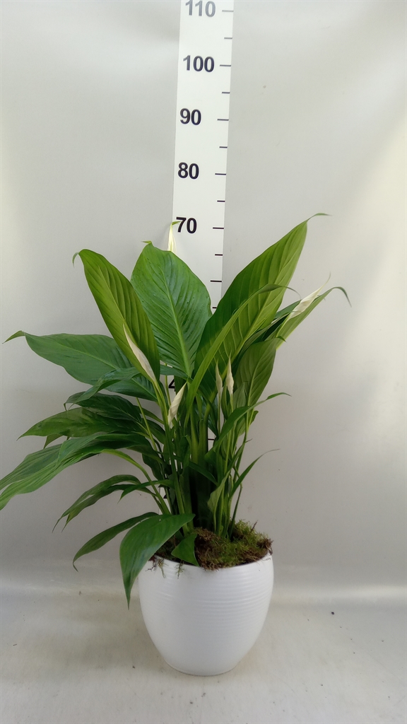 Spath Bingo Cupido 17Ø 70cm