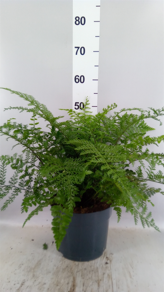 Asple Parvati 23Ø 55cm
