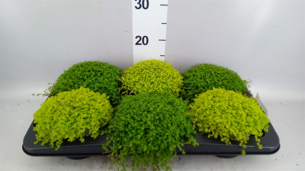 Solei Sol Gem 2 Srt 13Ø 14cm