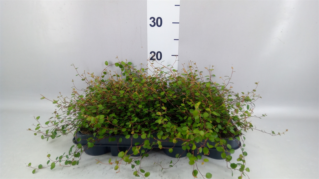 Muehlenbeckia Complexa Golden Girl 8Ø 10cm