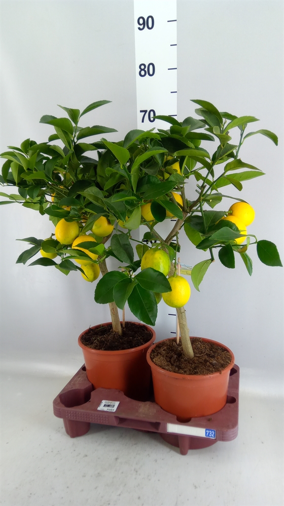 Citrus Meyer 19Ø 65cm
