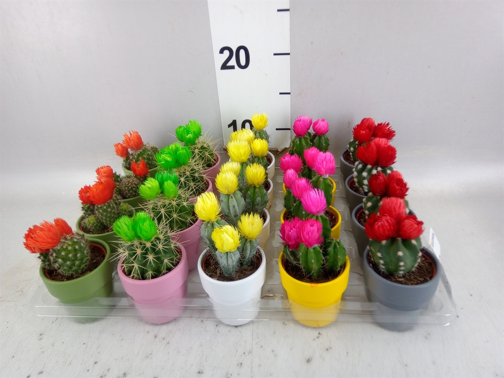 Cactus Decorated 5Ø 10cm