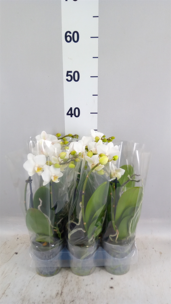 Phalaenopsis Multiflora Snowflake 9Ø 35cm 2st