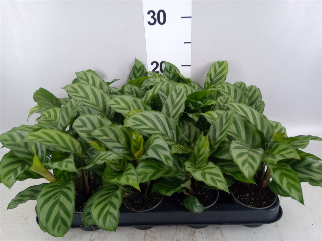 Calathea Freddie 7Ø 15cm