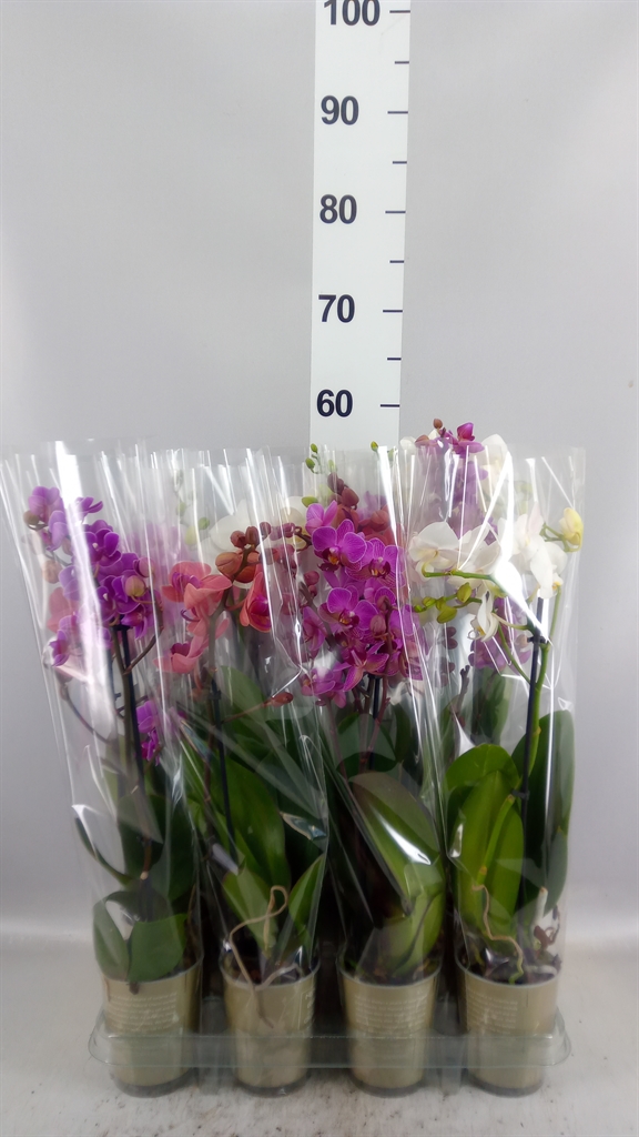 Phalaenopsis Asst 9Ø 40cm