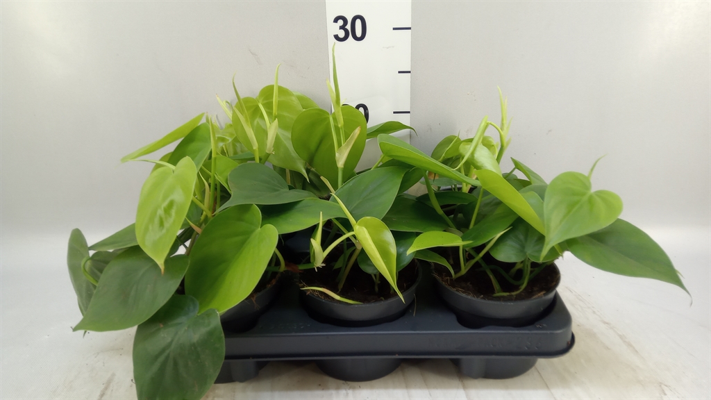 Philodendron Scandens 12Ø 25cm