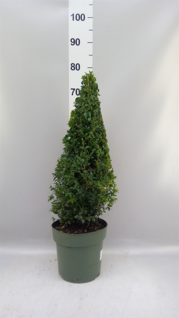 Buxus Sempervirens 21Ø 75cm