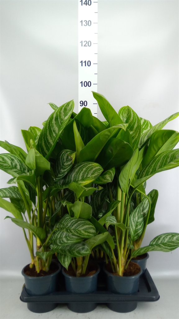 Aglaonema Stripes 17Ø 75cm