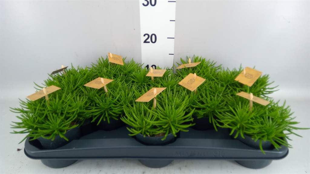 Senecio Himalaya 10Ø 15cm