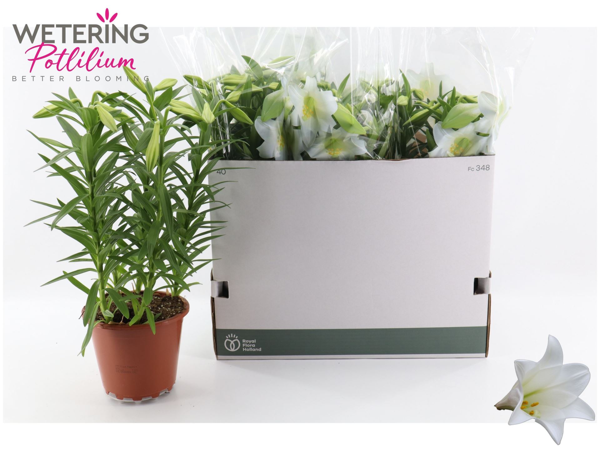 Lilium Miracle 19Ø 55cm