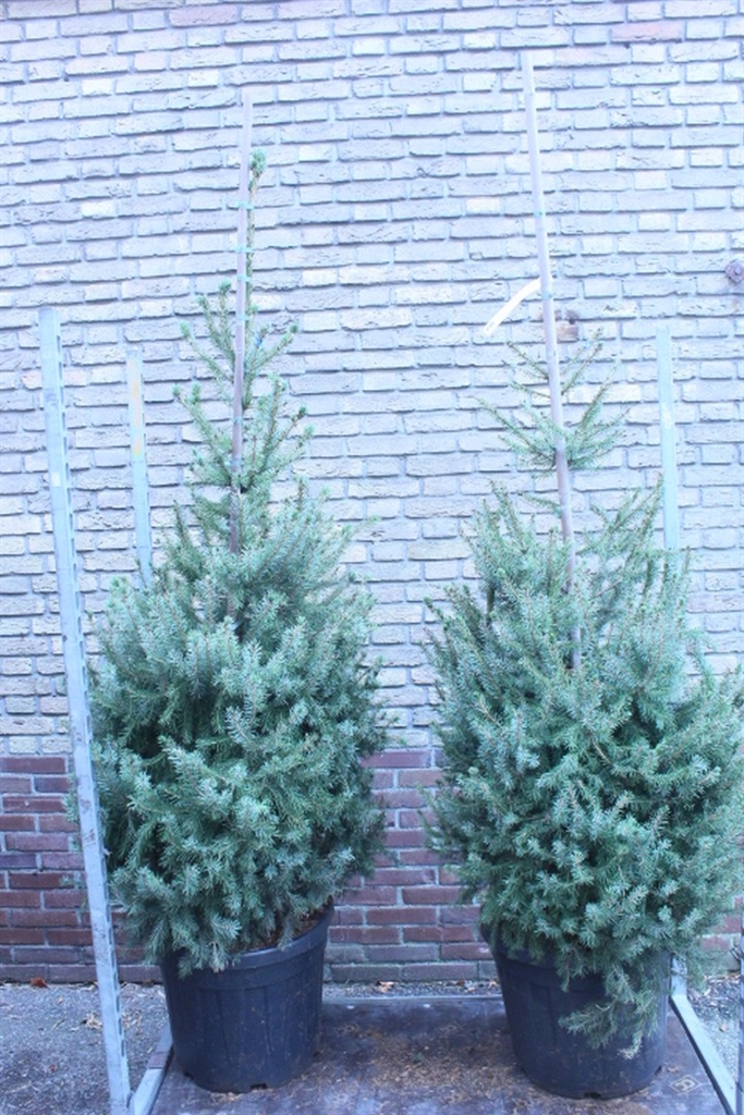Picea Omorika 50Ø 160cm