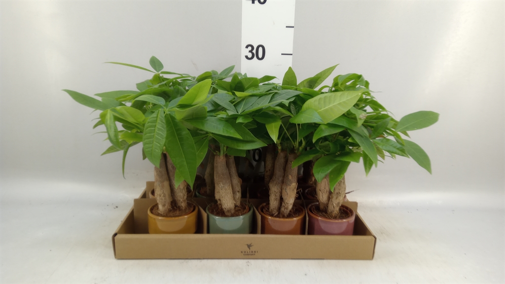 Pachira Aquatica 6Ø 20cm