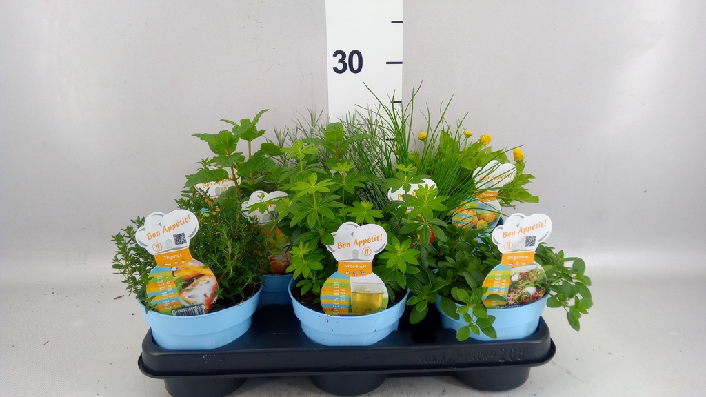 Garden Herbs Mix 12Ø 15cm