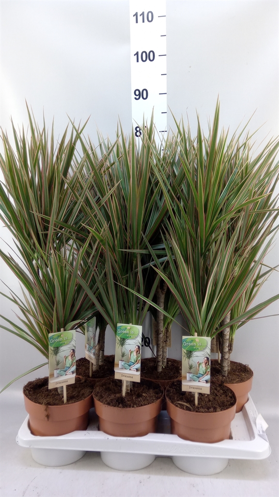 Dracaena Bicolor 17Ø 70cm