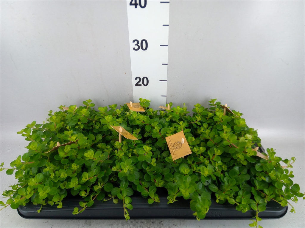 Pep Rotundifolia 510Ø 15cm
