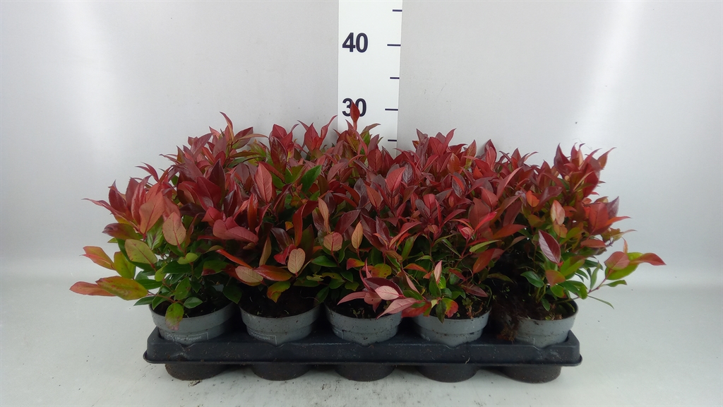 Leucothoe Zeblid 11Ø 25cm