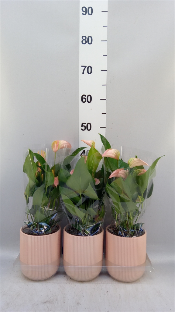 Anthu An Joli Peach 12Ø 40cm