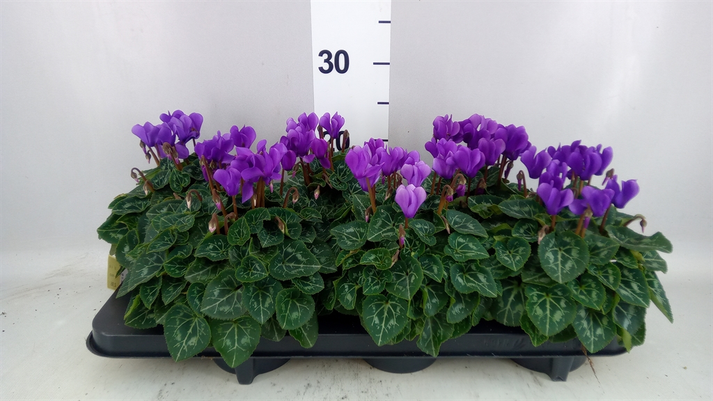 Cyclamen Persicum Ssdblue001 13Ø 30cm