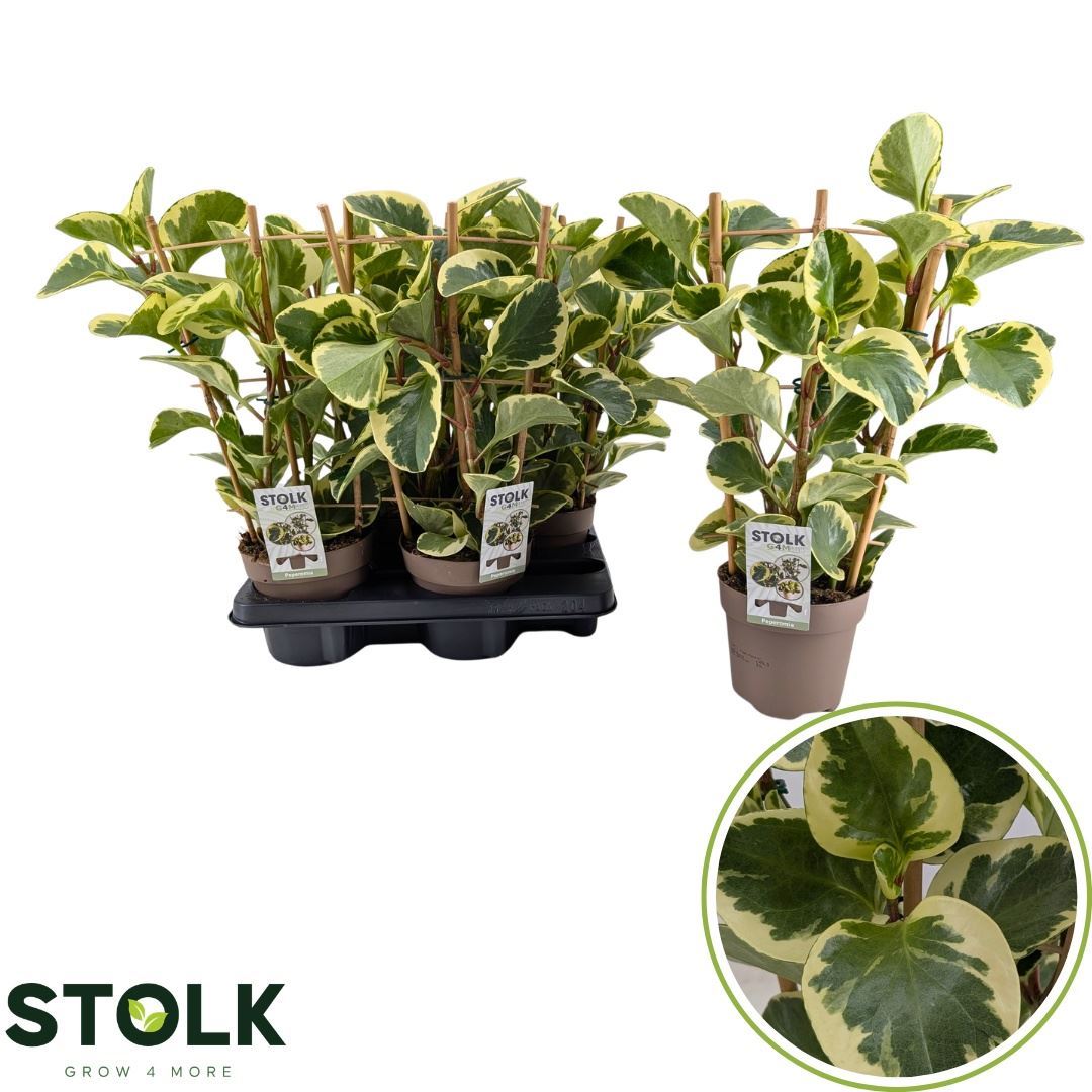 Peperomia Obtusifolia Obtipan Bicolor 14Ø 50cm