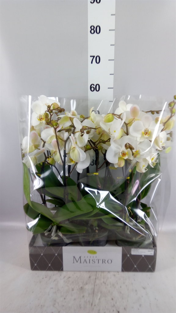 Phalaenopsis White 2 Stem 12Ø 60cm