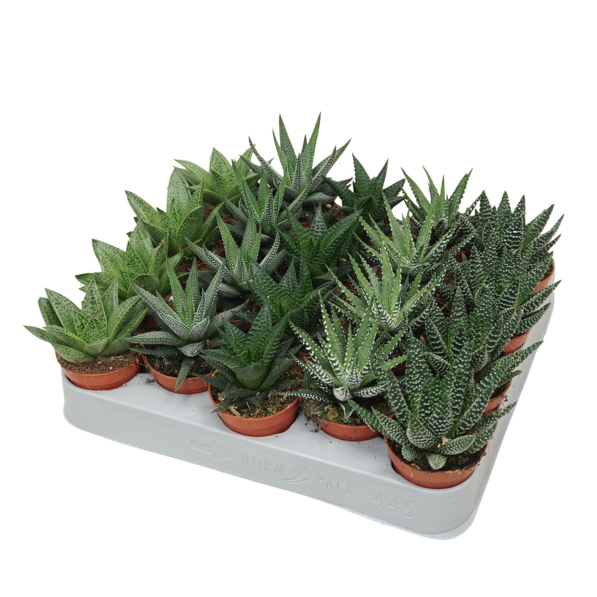 Aloe Mix 5Ø 8cm