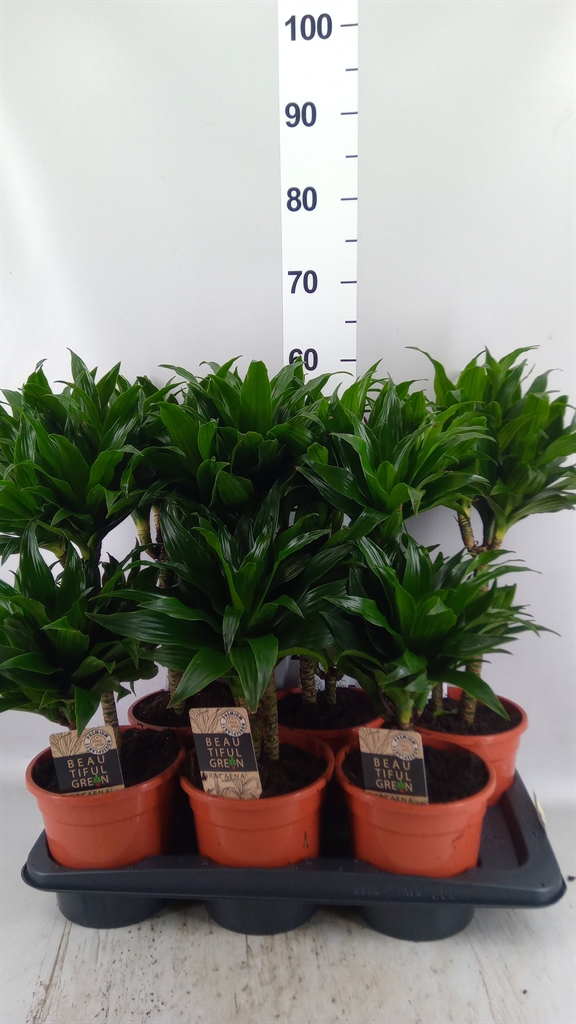 Dracaena Compacta 17Ø 55cm