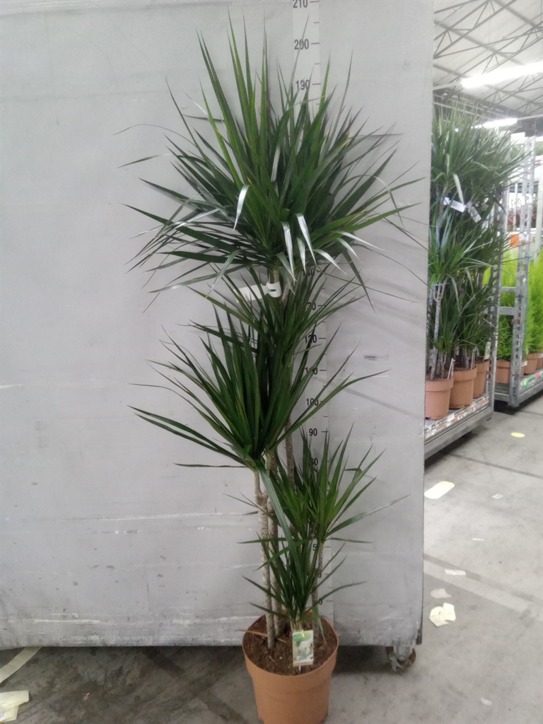 Dracaena 30Ø 190cm