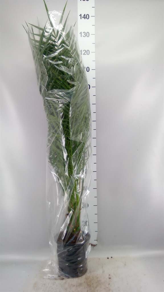 Phoenix Canariensis 18Ø 110cm