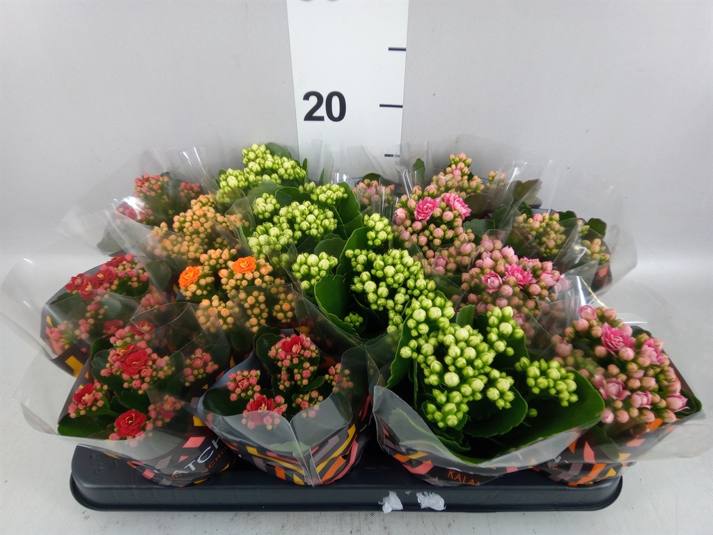 Kalanchoe Double Mix 8Ø 15cm
