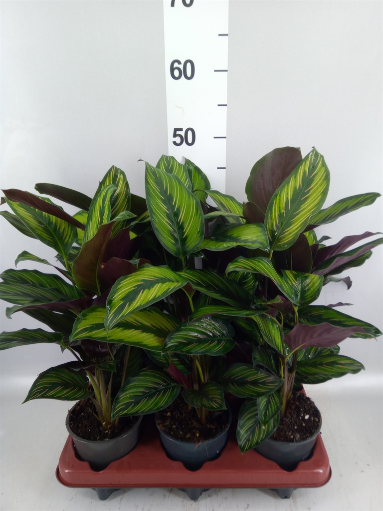 Calathea Beautystar 12Ø 35cm