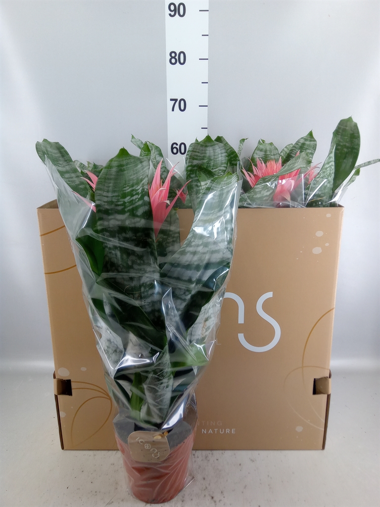 Aech Fasc Primera 15Ø 60cm