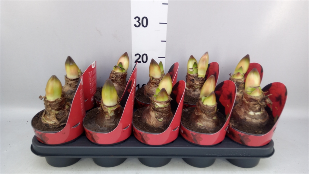 Hippeastrum Rhodé Star 12Ø 25cm