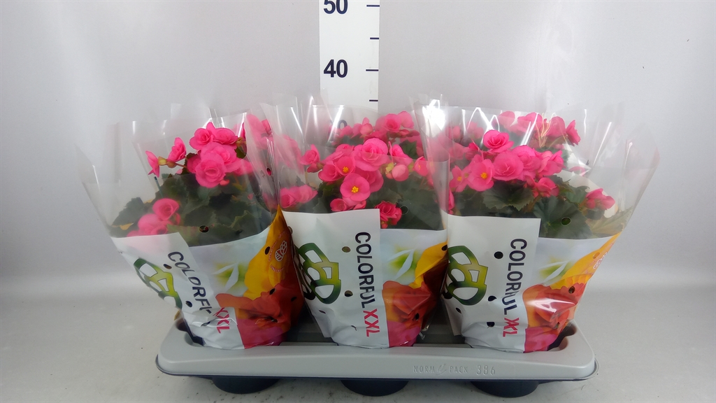 Begonia Double Adonia Pink 14Ø 35cm