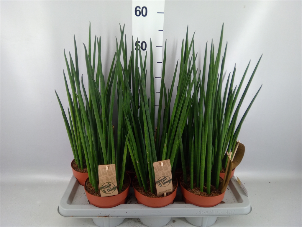 Sansevieria Bacularis 14Ø 55cm