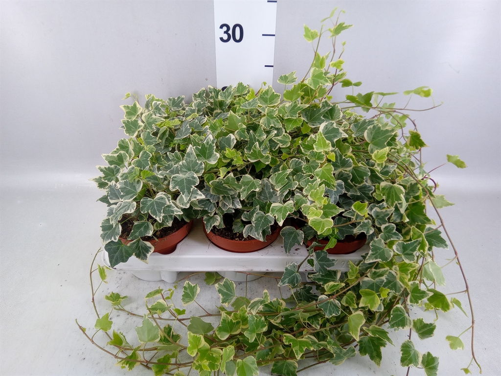 Hedera Helix White Wonder 13Ø 20cm