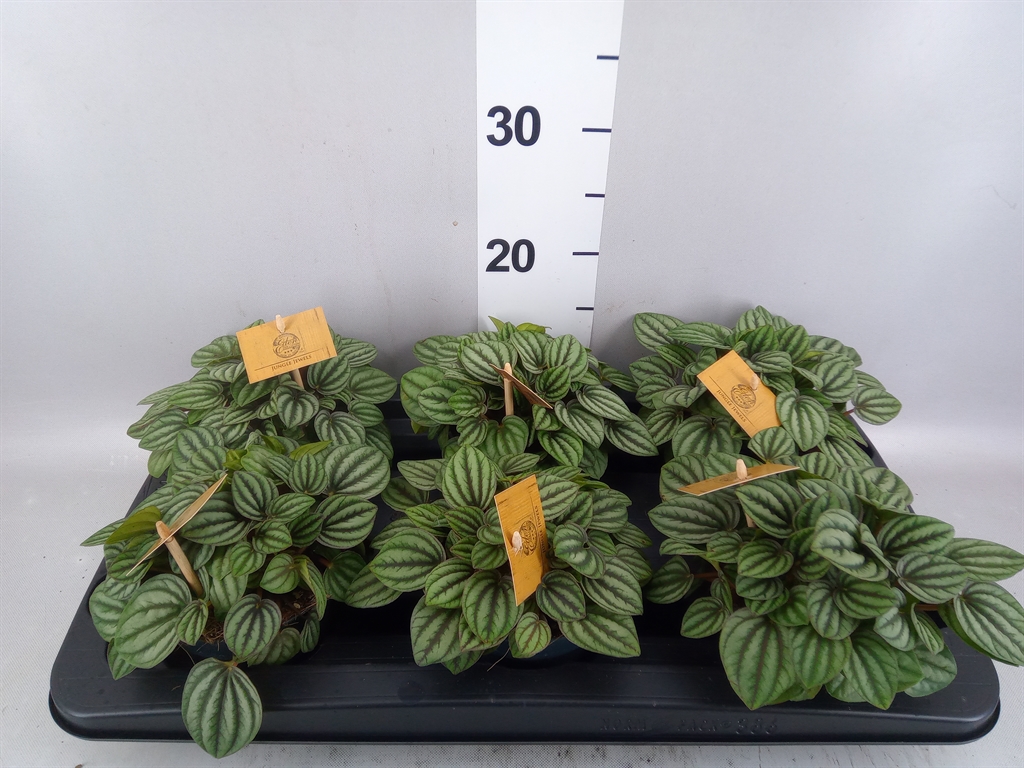 Peperomia Caperata Beauty Bologne 12Ø 20cm