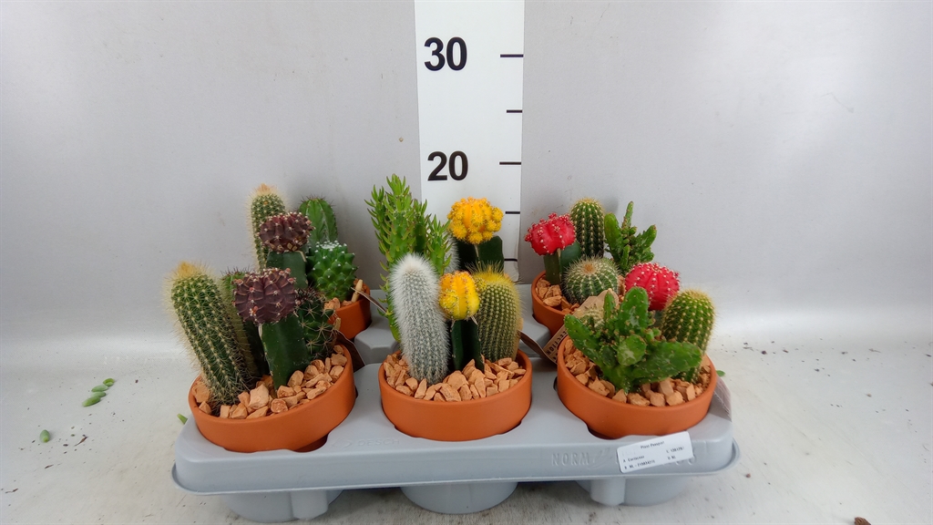 Arr Cactus 12Ø