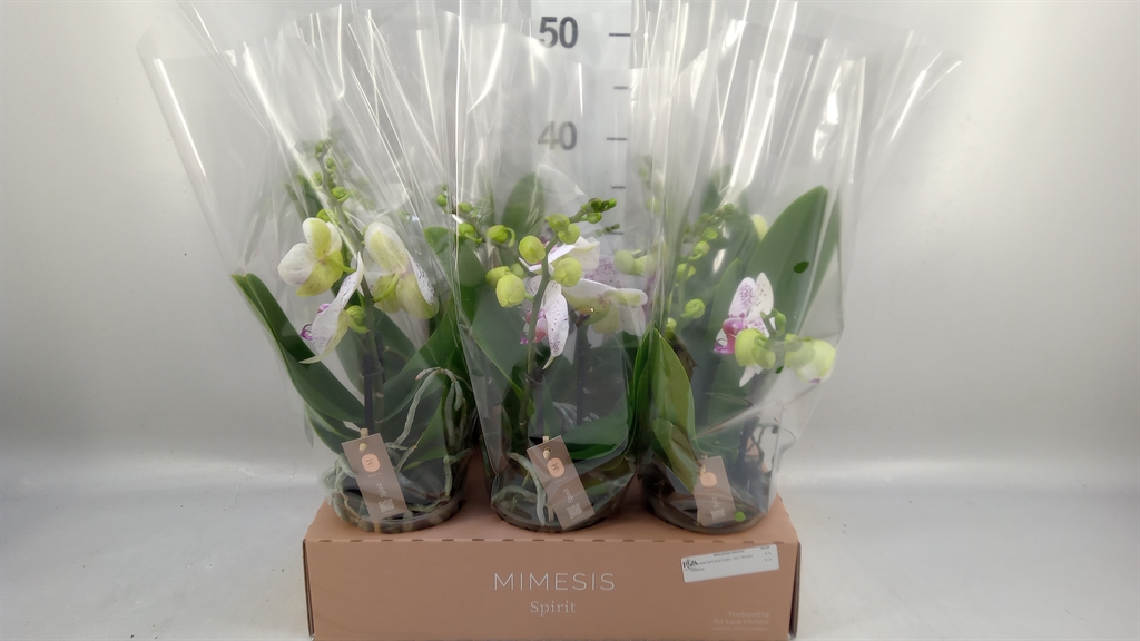 Phal Spirit White Special 12Ø 45cm