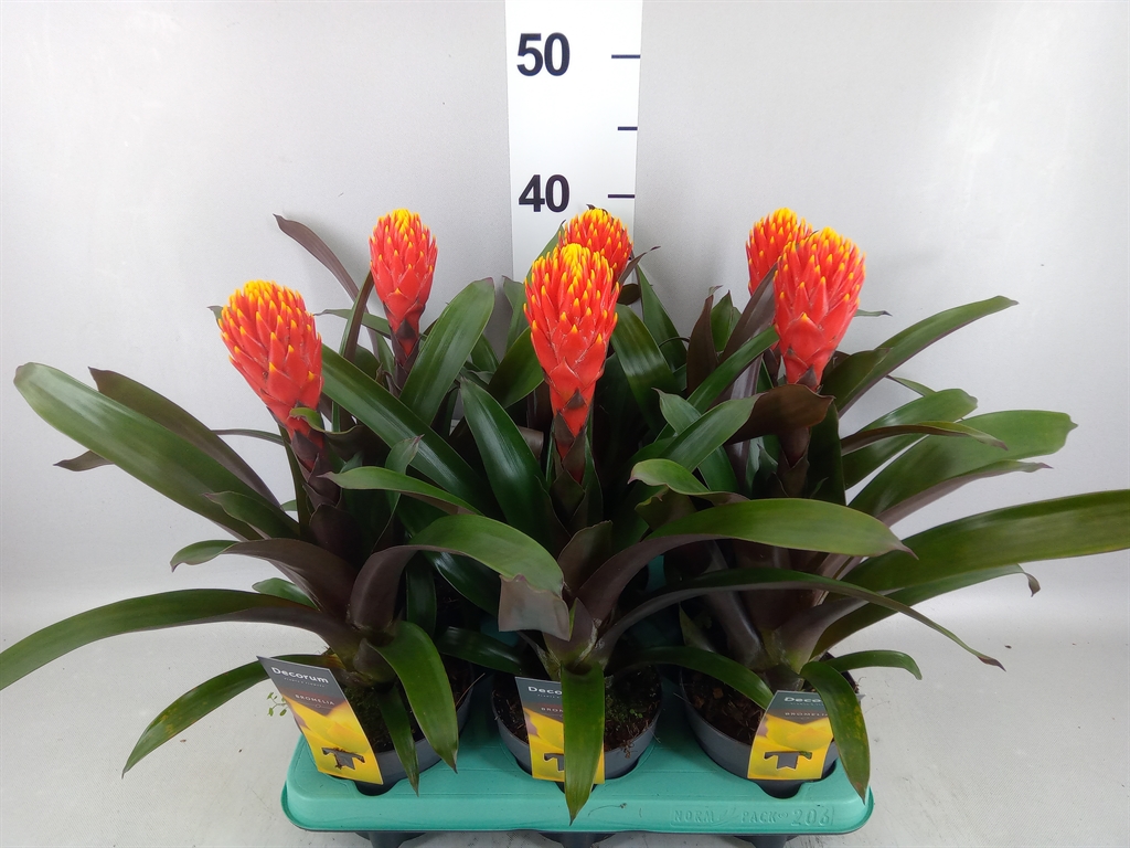Guzmania Tala 13Ø 40cm