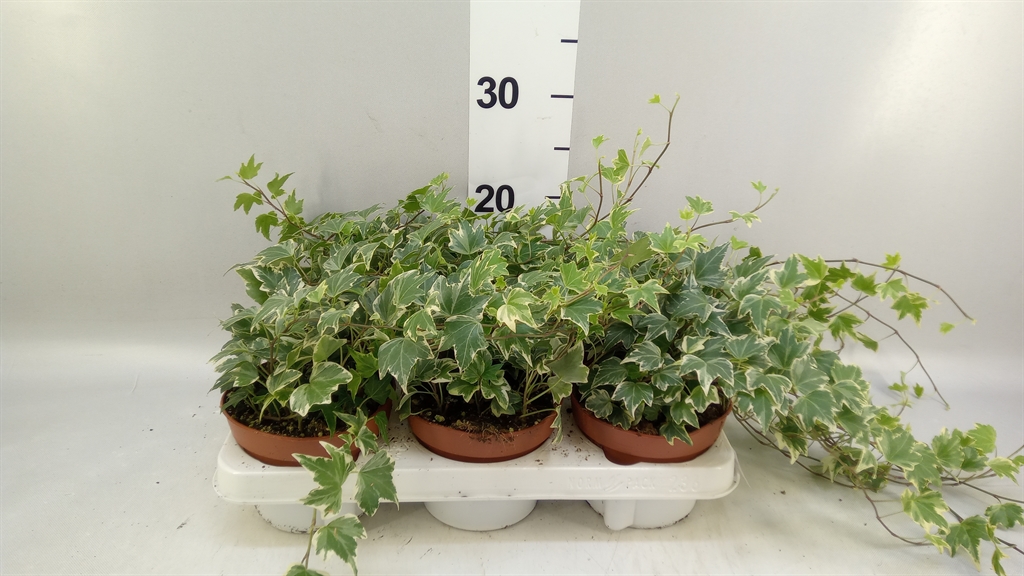 Hedera Helix White Ripple 13Ø 25cm